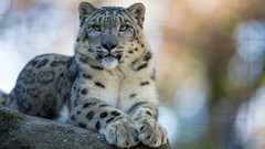 Animals snow leopards