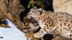 Animals snow leopards