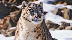 Animals snow leopards