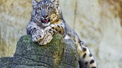 Animals snow leopards