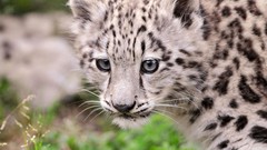 Animals snow leopards