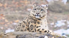 Animals snow leopards