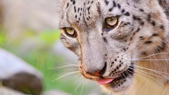 Animals snow leopards