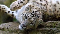 Animals snow leopards