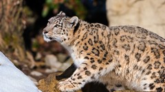 Animals snow leopards