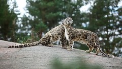 Animals snow leopards