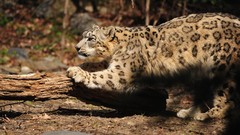 Animals snow leopards
