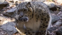 Animals snow leopards