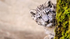 Animals snow leopards