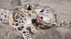 Animals snow leopards