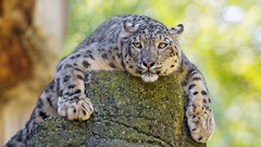 Animals snow leopards