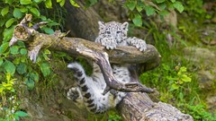 Animals snow leopards