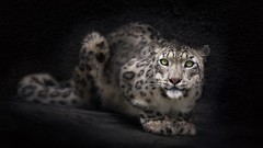 Animals snow leopards