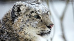 Animals snow leopards