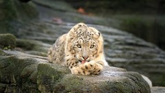 Animals snow leopards