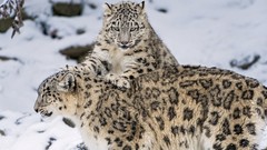 Animals snow leopards