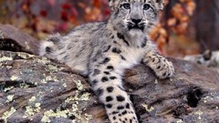 Animals snow leopards baby animals