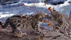 Animals snow leopards baby animals