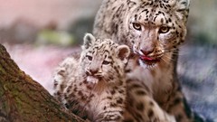 Animals snow leopards baby animals