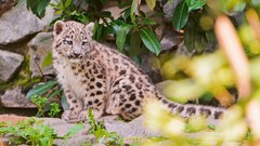 Animals snow leopards baby animals