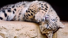 Animals snow leopards baby animals