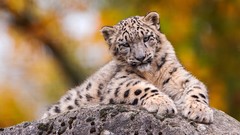Animals snow leopards baby animals