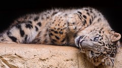 Animals snow leopards baby animals