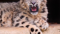 Animals snow leopards baby animals