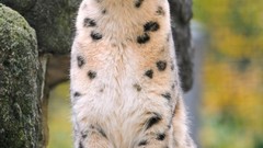Animals snow leopards baby animals