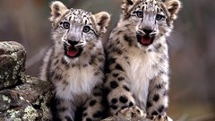 Animals snow leopards baby animals