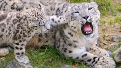 Animals snow leopards baby animals