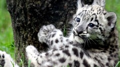 Animals snow leopards baby animals
