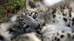 Animals snow leopards baby animals