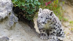 Animals snow leopards baby animals