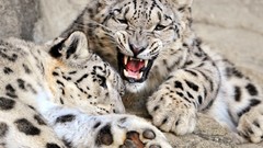Animals snow leopards baby animals