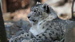 Animals snow leopards blurred