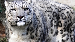 Animals snow leopards feline