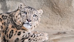 Animals snow leopards feline