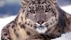 Animals snow leopards feline