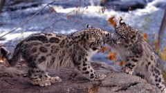 Animals snow leopards feline baby animals