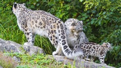 Animals snow leopards feline baby animals