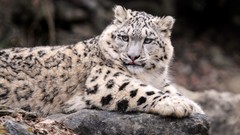Animals snow leopards feline irbis