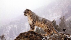 Animals snow leopards leopard (animal)