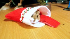 Animals socks hamsters Christmas