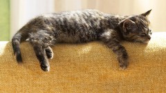 Animals Sofa cats sleeping