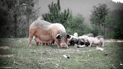 Animals son Viet Nam