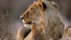 Animals South Africa national park african