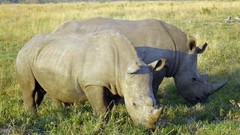 Animals South Africa rhinoceros