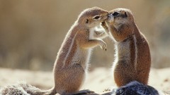 Animals South Africa squirrels