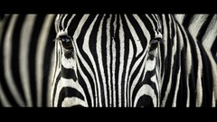 Animals South Africa zebras